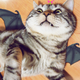 Image for article titled Meet China's Next Cat Celebrity